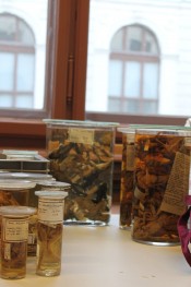 Kolekcija smeđih žaba muzeja u Beču / collection of brown frogs in Vienna museum